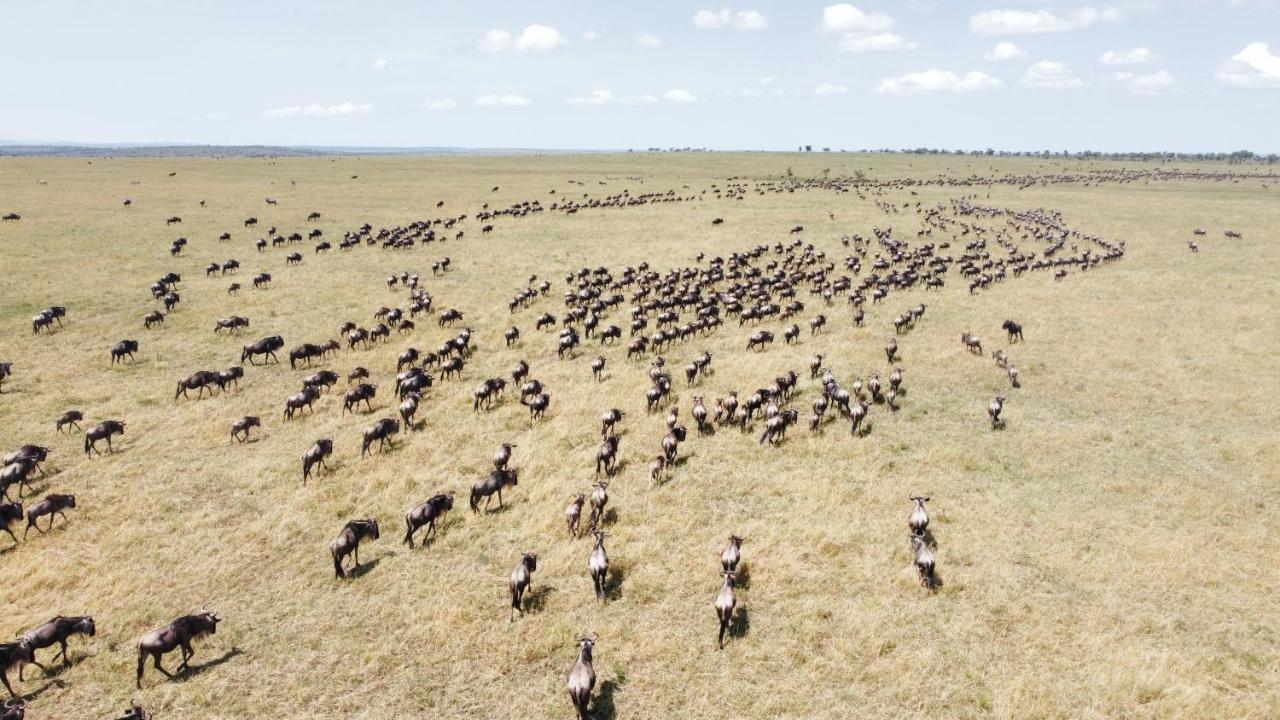 Africa Safari Ikoma Cabană Serengeti